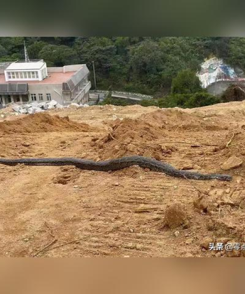 澳门最精准真正最精准：龙、马、狗、蛇，落实解答