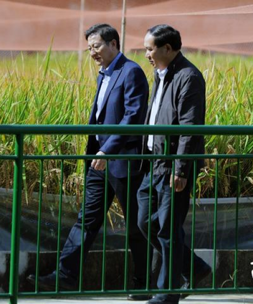 江苏杂交稻种子公司排名