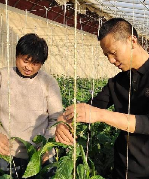 杭州今日西芹最新行情深度分析