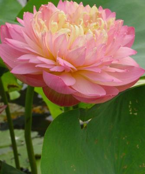 今日荷花视频播放最新数据报告